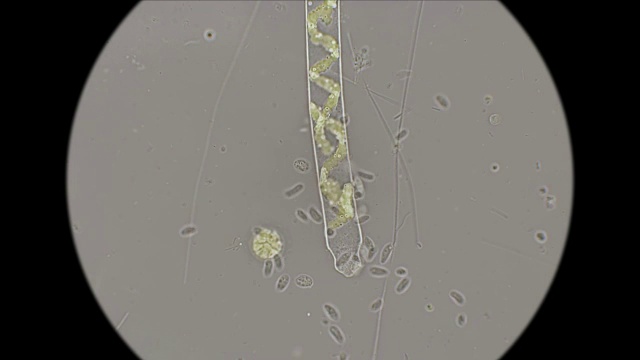 在显微镜下观察池塘中一滴水中的微生物