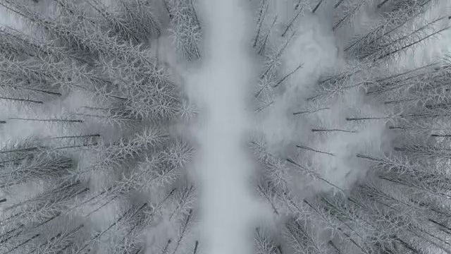 冬天的林地