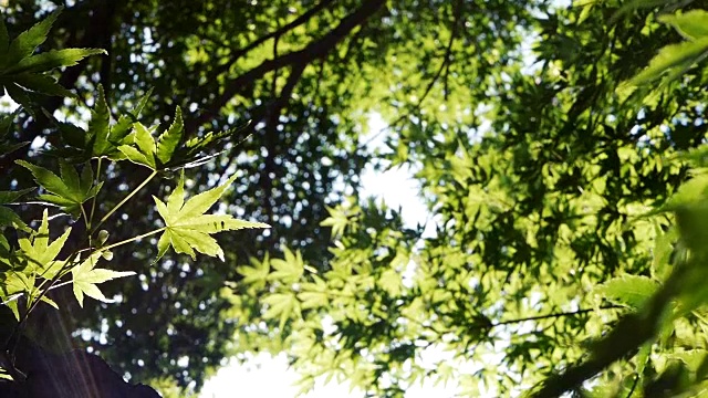 阳光透过茂盛的树叶一棵枫树，向上的角度看新鲜的树叶在森林