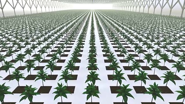 蔬菜在干净的白色温室