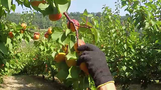 詳情圖-男人的手從一棵桃樹上采摘成熟的桃子