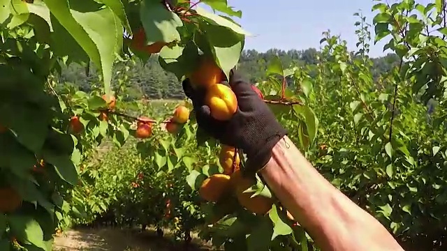 詳情圖-男人的手從一棵桃樹上采摘成熟的桃子