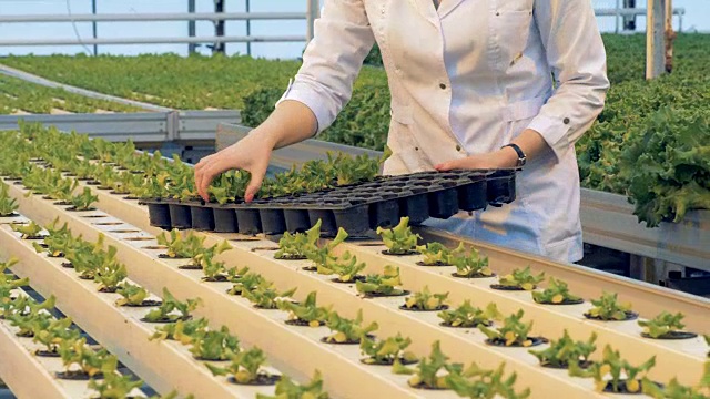 温室工人正在把生菜盆从托盘上移开