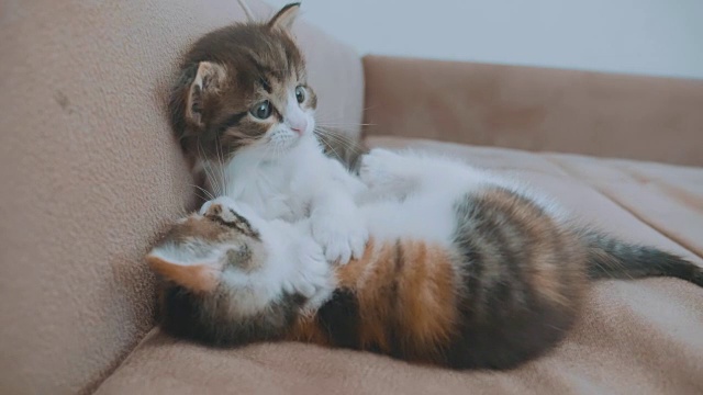 两只可爱的黄色虎斑短毛小猫在白色的背景上玩耍和打架
