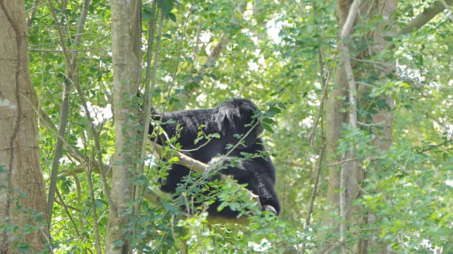 Siamang Gibbon。