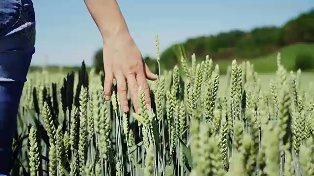 女农学家在夏天触摸小麦收获