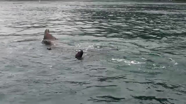 海豹在阿拉斯加的背景海岸太平洋水域潜水。