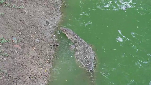 水中的巨蜥