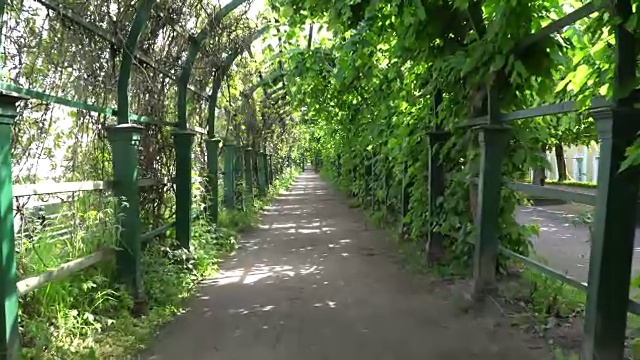 沿着公园里的绿色小巷散步。