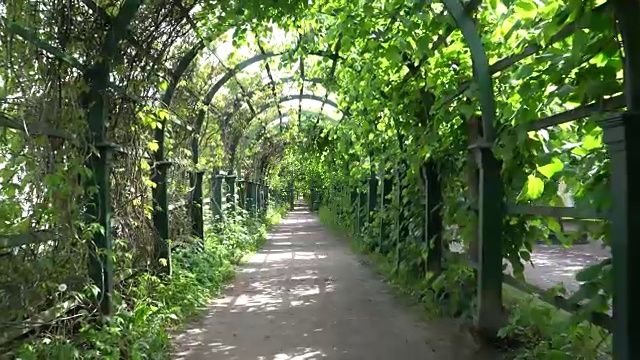 沿着公园里的绿色小巷散步。