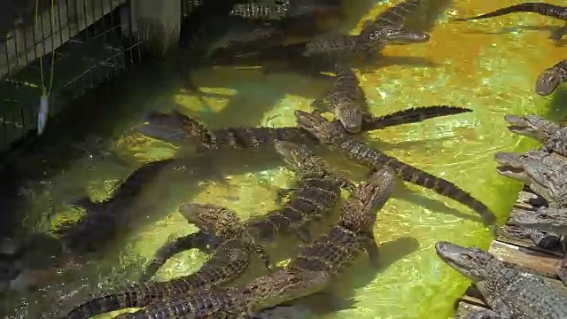 农场里饥饿的鳄鱼