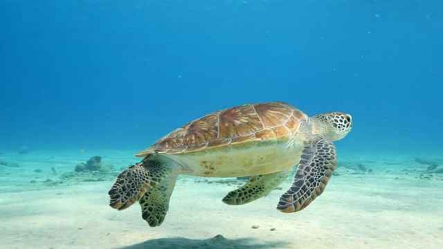 在库拉索岛附近加勒比海珊瑚礁的浅水里的绿海龟