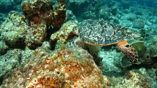 在库拉索岛附近加勒比海的珊瑚礁上的玳瑁海龟