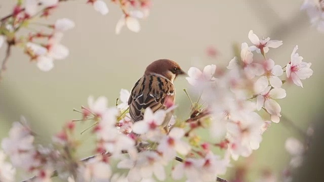 欧亚树雀和樱花