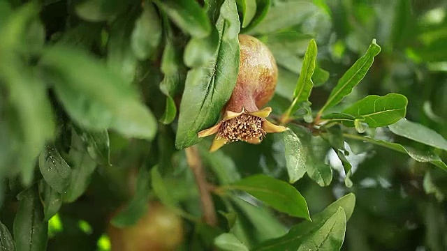 石榴开花树