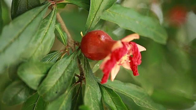 石榴开花树