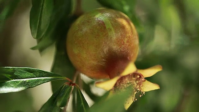 石榴开花树