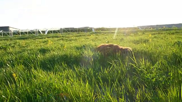 夏日日落时，欢快活泼的狗躺在草地上。爱尔兰猎犬在大自然中翻滚咀嚼草和花