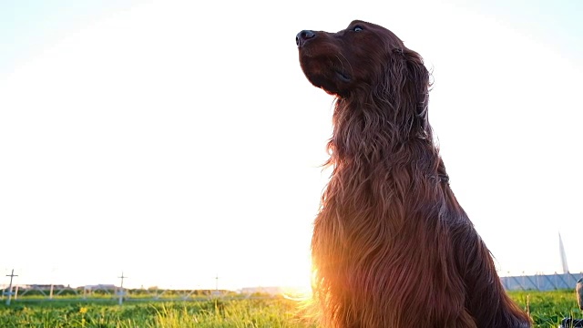 夏天日落时，一只温顺的狗仍坐在草地上。爱尔兰猎犬等待着，看着远方，慢动作