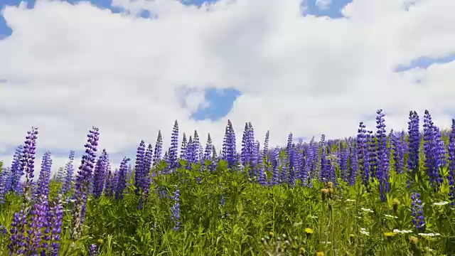 紫罗兰羽扇花在天空的背景