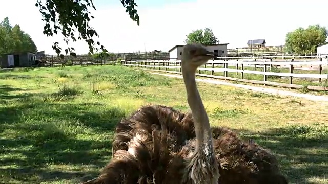 家养野生非洲鸵鸟(struthio camelus)正在一个鸵鸟农场的鸟舍里行走。