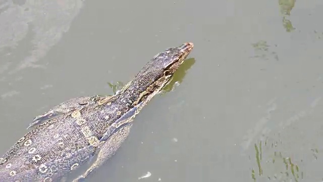 巨蜥在水里游泳