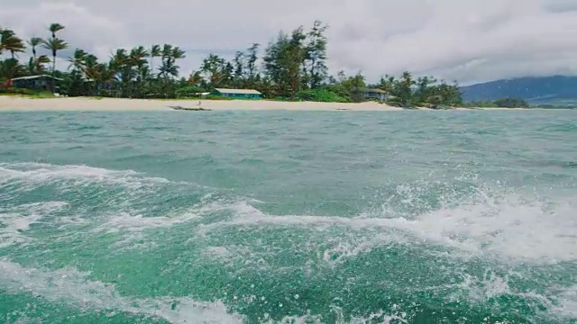 海滩上的树木