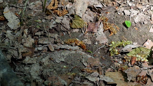 繁殖季节的两种大型黑森林甲虫。两只甲虫试图躲避窥探的眼睛(Carabus granulatus)