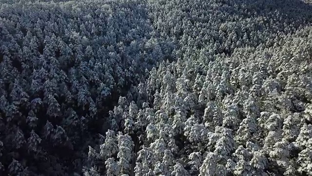 冬天的风景有松树