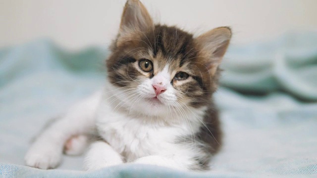 小毛绒绒的可爱可爱的小猫肖像室内。可爱的小猫。小猫宠物猫概念生活方式