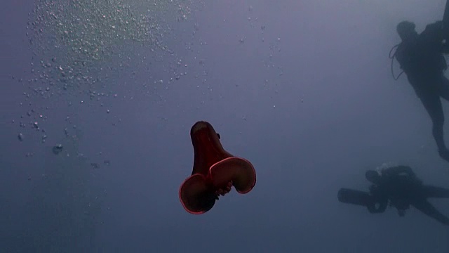 鹦嘴鱼在红海水下。