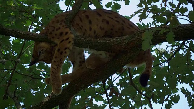 欧亚猞猁栖息的分支