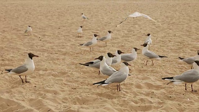 夏天，一群海鸥在海滩上散步