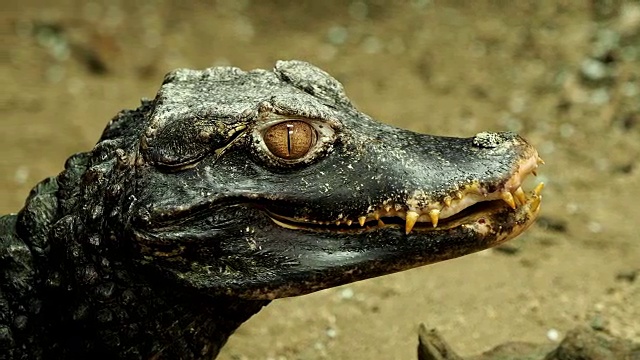 鳄鱼的头(古suchus palpebrosus)。矮凯门鳄。