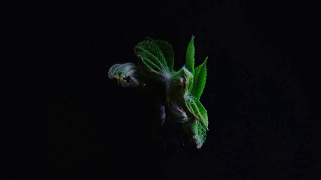 栗子叶子的张开