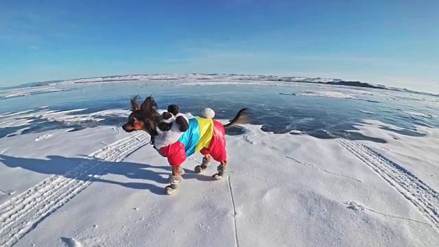 玩具小猎犬穿着滑稽的衣服和鞋子在裂缝里美丽的冰上玩球。妈妈和女儿穿着运动服和花样滑冰鞋。女孩们把玩具扔给狗。狗玩游戏。