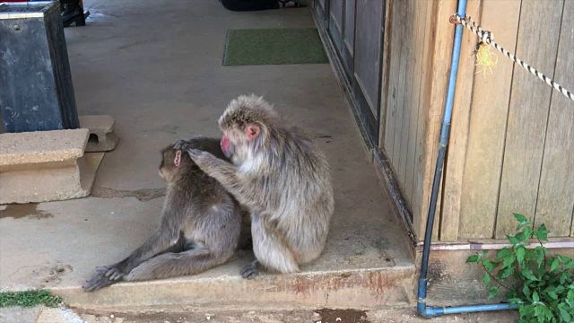 一只野生日本猕猴在清洗另一只猕猴