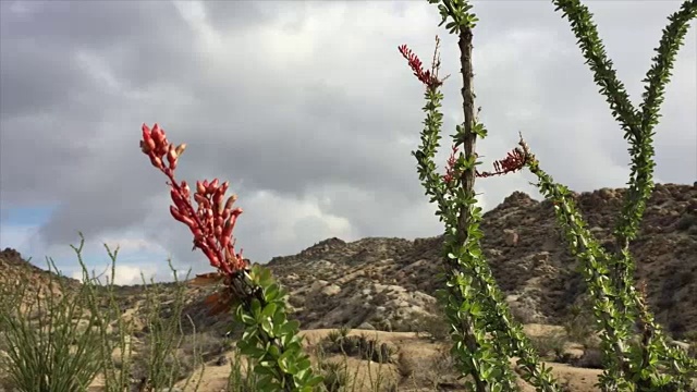 约书亚树国家公园的Ocotillo