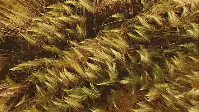 俯视图的田地与谷物。
