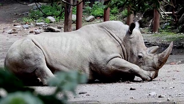 犀牛休息