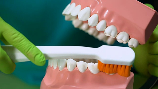 牙医用牙刷清洁下颌模型，教学牙科护理，特写