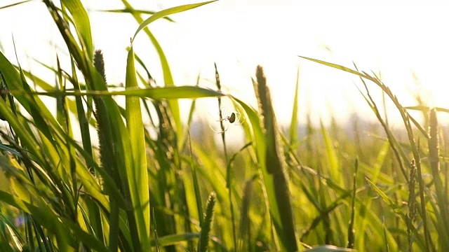 夕阳下，蜘蛛挂在草地上，慢镜头