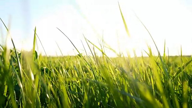 詳情圖-小草在風(fēng)中搖曳，在夕陽的余暉中，慢動(dòng)作