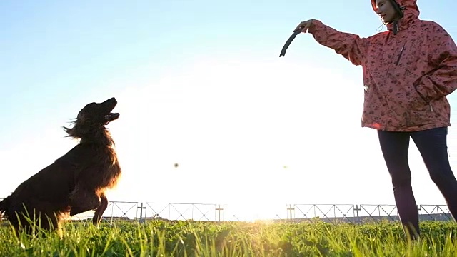 一个女人在公园里训练狗。小女孩戏弄木棍宠物，慢镜头