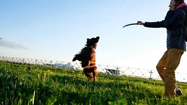 日落时分，小女孩在公园里和一只狗玩耍。日落时分，女孩和爱尔兰猎犬在一起，慢镜头