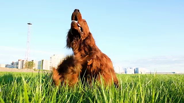 日落时，狗渴望坐在草地上。有趣的宠物喜欢伸出舌头，慢动作