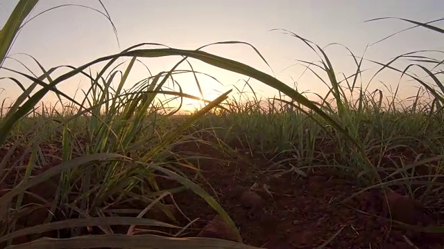 甘蔗种植园手指手日落