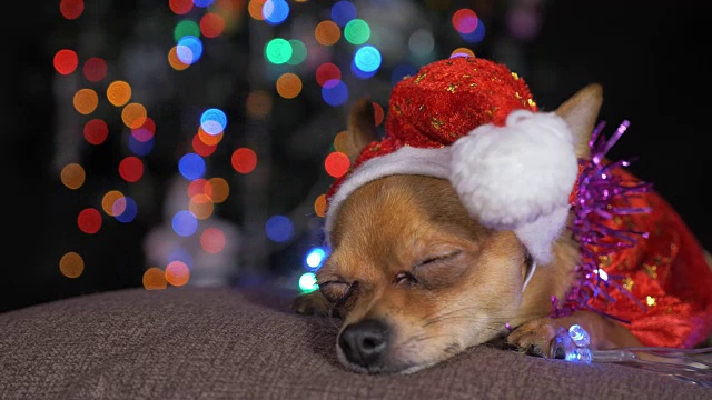 玩具小猎犬是一只黄色的新年狗。