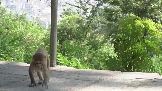 雌猴与幼崽