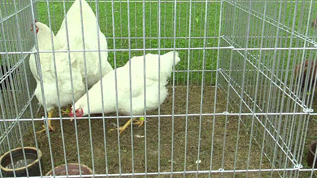 来亨鸡是一种饲养在笼子里的应激动物